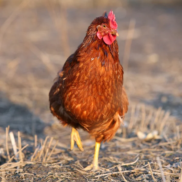 Hen in bio farm — Stock Photo, Image