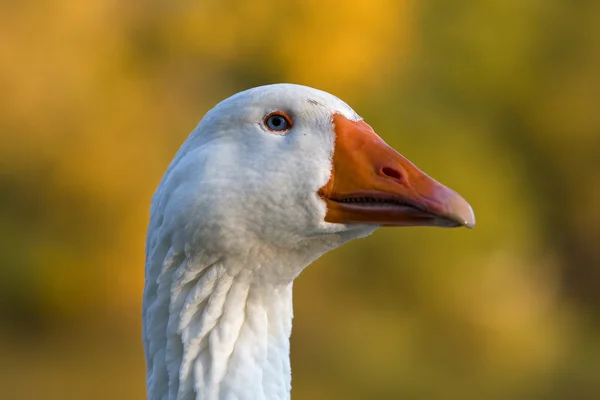 Head of white Goose — Stock Photo, Image