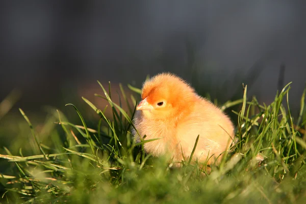 A baby chick in green — Stock Photo, Image