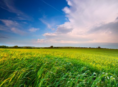 Bahar çayır mavi gökyüzü ve bulutlar