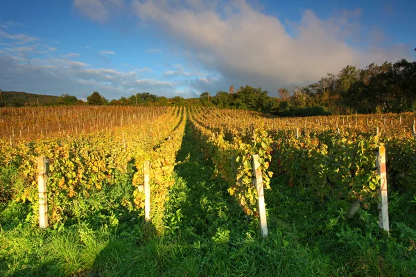 Rows of vines to sunset — Stock Photo, Image