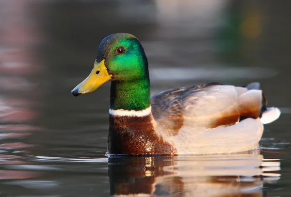 Bellissimo germano reale nel suo ambiente naturale — Foto Stock