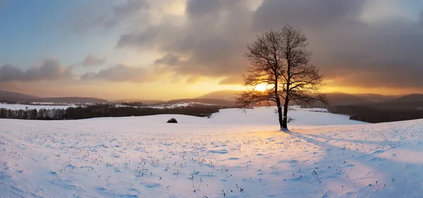 Krajobraz zimy ze śniegiem, a sam drzewo - panorama — Zdjęcie stockowe