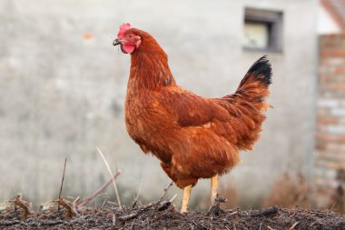 Hen - dış cephe