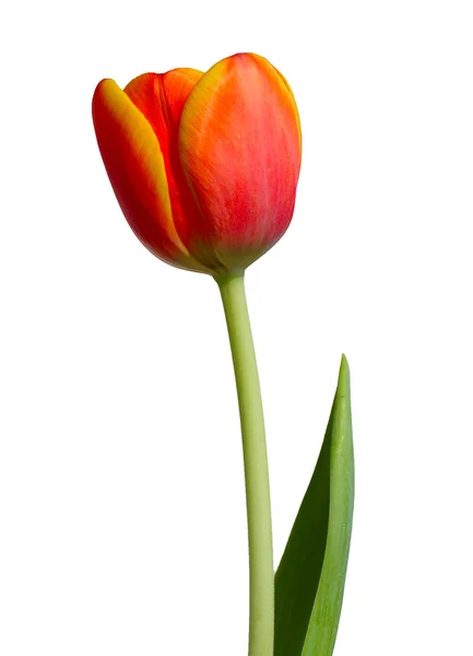 Red - orange tulip — Stock Photo, Image