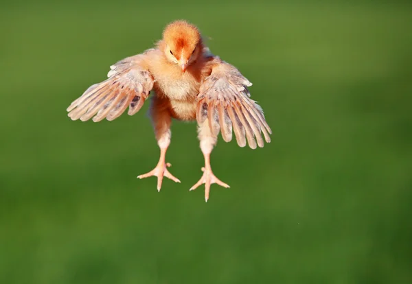 Flygande kyckling — Stockfoto