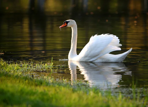 Cisne na água na primavera — Fotografia de Stock