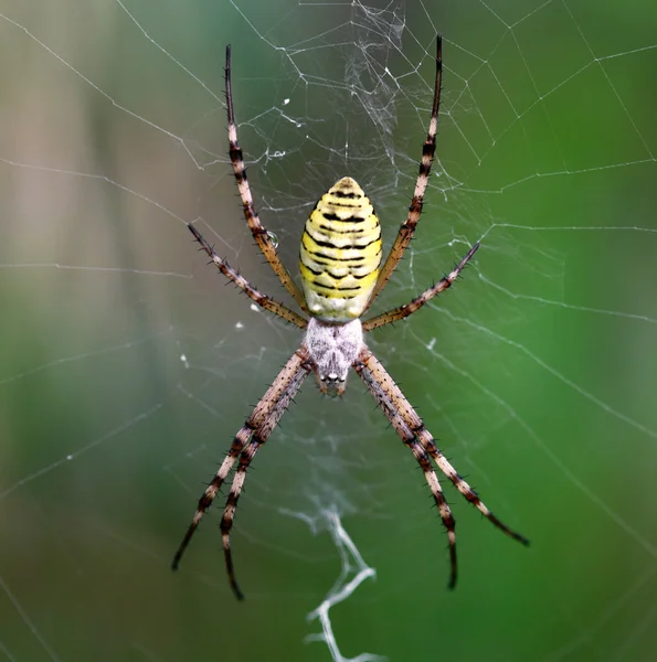 Европейский белый - желтый паук на зеленом фоне (Argiope b) — стоковое фото