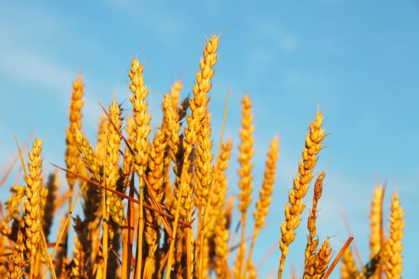 Пшеница и голубое небо — стоковое фото