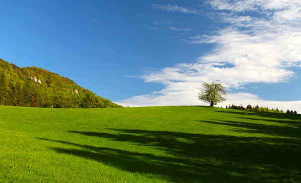 Nyáron a hegyek, a rock, a zöld bokor, a fák és a fű — Stock Fotó
