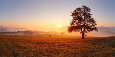 Alone tree on meadow at sunset with sun and mist - panorama clipart