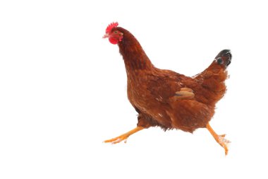 çalışan hen - izole
