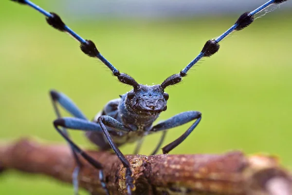 ロザリア アルピナ - 保護されたカブトムシ — ストック写真