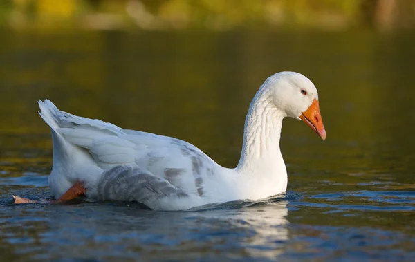 Goose floating on water — Stock Photo, Image