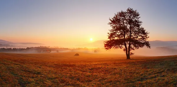 Árbol solo en el prado al atardecer con sol y niebla - panorama — Foto de Stock