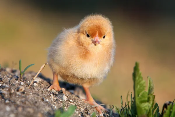 A baby chick in green — Stock Photo, Image