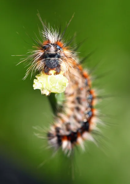 Fekete - piros caterpillar — Stock Fotó