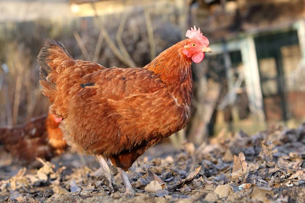 Kuře v bio farma — Stock fotografie