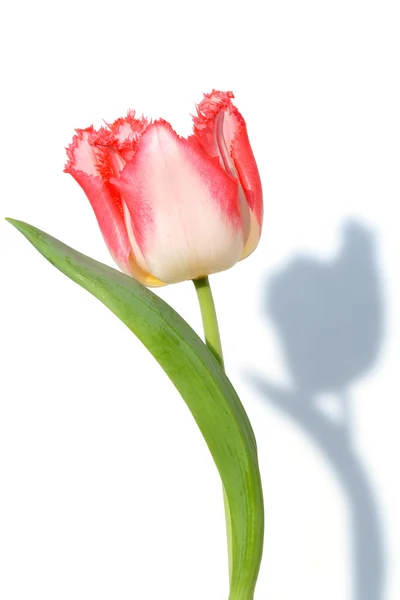 Tulip — Stock Photo, Image