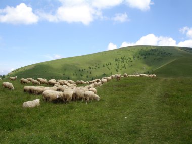 görünümü Yeni Zelanda koyun çiftliği.