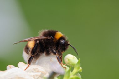 yeşil yaprak üzerinde oturan Bumble bee