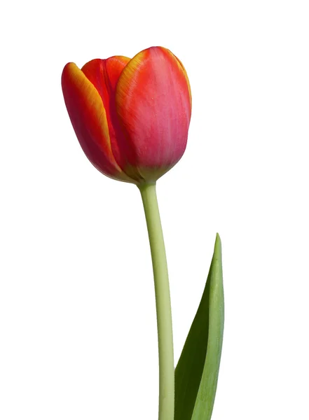 Red - orange tulip — Stock Photo, Image