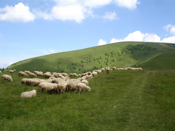 Pohled na ovčí farmě na Novém Zélandu. — Stock fotografie