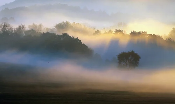 Brume printanière, les arbres sont humides, brouillard humide de la forêt — Photo