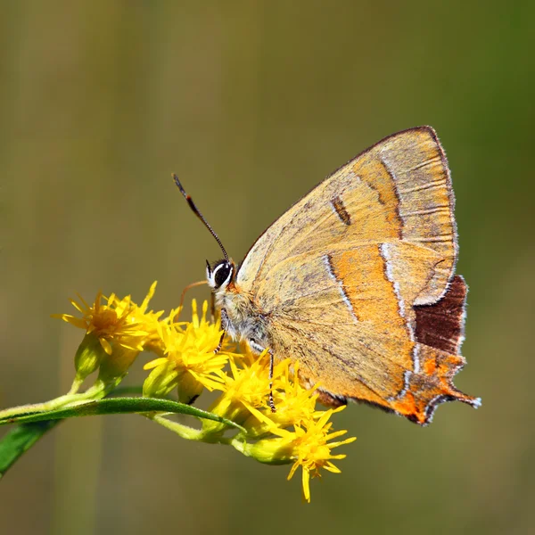 Schmetterling - thecla betulae — Stockfoto