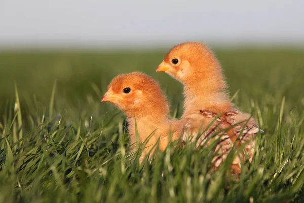 Цыпленок в зеленом — стоковое фото