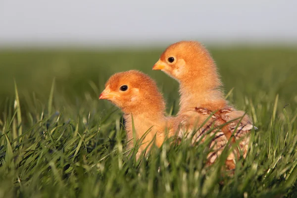 A baby chick in green — Stock Photo, Image