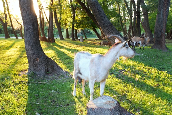 Sol en el bosque verde con muchos árboles — Foto de Stock