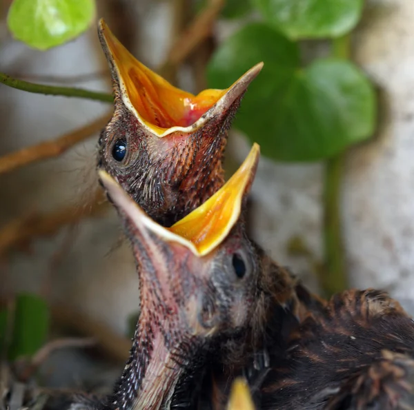 Bird nest with young birds - Eurasian Blackbird — Stock Photo, Image