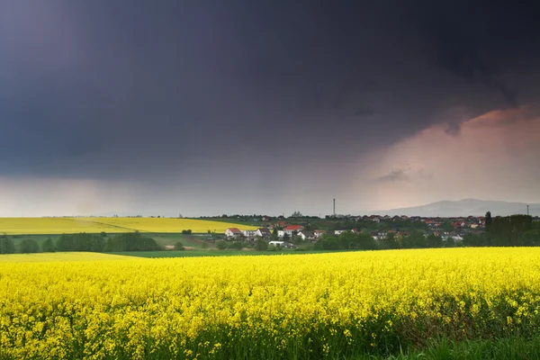 Lente weiland met blauwe hemel en wolken en gele bloem — Stockfoto