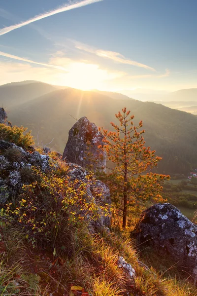 Baum am Sonnenuntergang in den Bergen — Stockfoto
