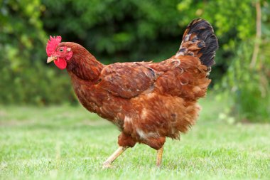 Hen biofarm içinde