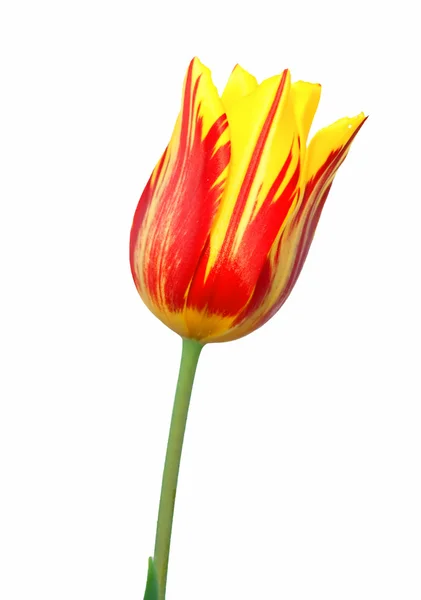 Jaune - rouge Tulipe — Photo
