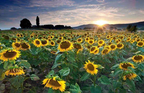 Mooie zonnebloemen met blauwe hemel en sunburst — Stockfoto
