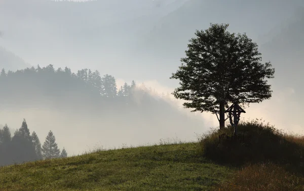 Dimma på fältet med berg i bakgrunden — Stockfoto