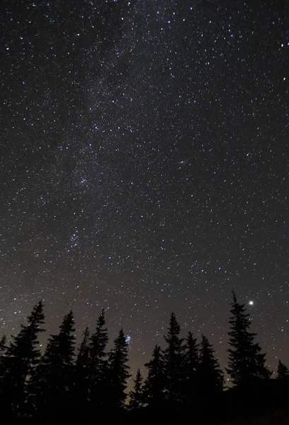 Silhouette d'arbres contre ciel nocturne avec étoiles — Photo