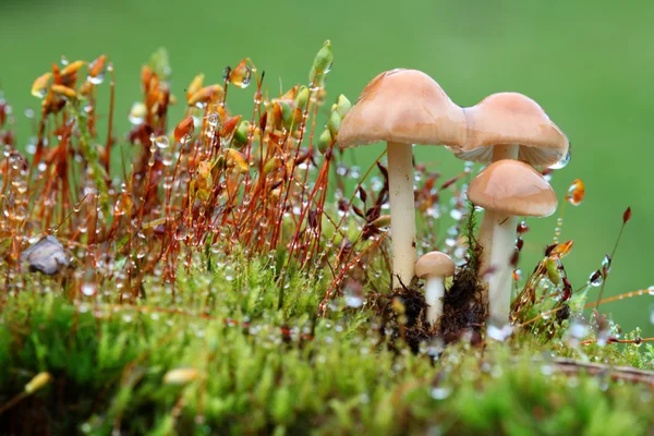 绿色苔藓中的褐色蘑菇 — 图库照片
