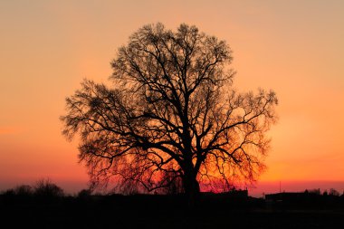 Beautiful landscape image with trees silhouette at sunset clipart