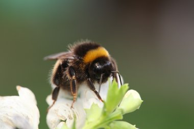 yeşil yaprak üzerinde oturan Bumble bee