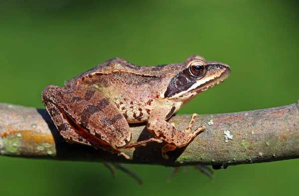 Brow Frog — Stock Photo, Image