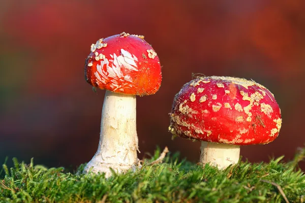 Zwei rote Fliegenpilze — Stockfoto