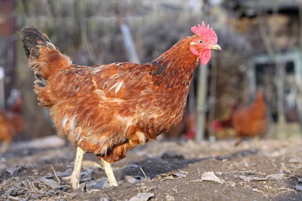 Kurczak w gospodarstwie bio — Zdjęcie stockowe