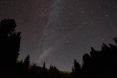 Ağaçların silueti yıldızlı gece gökyüzüne karşı