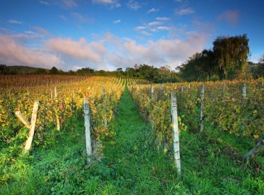 satır Vines Sunset