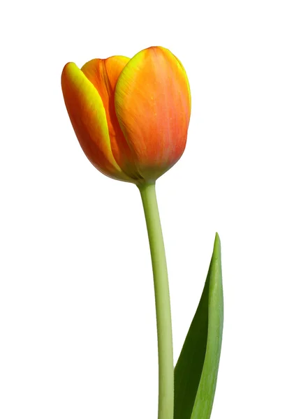 Red - orange tulip — Stock Photo, Image
