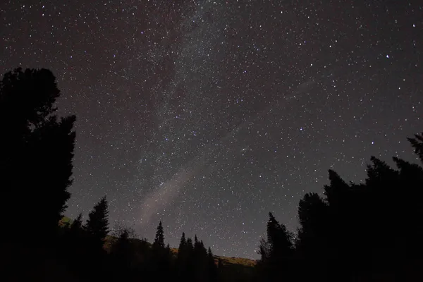 Silueta de árboles contra el cielo nocturno con estrellas — Foto de Stock